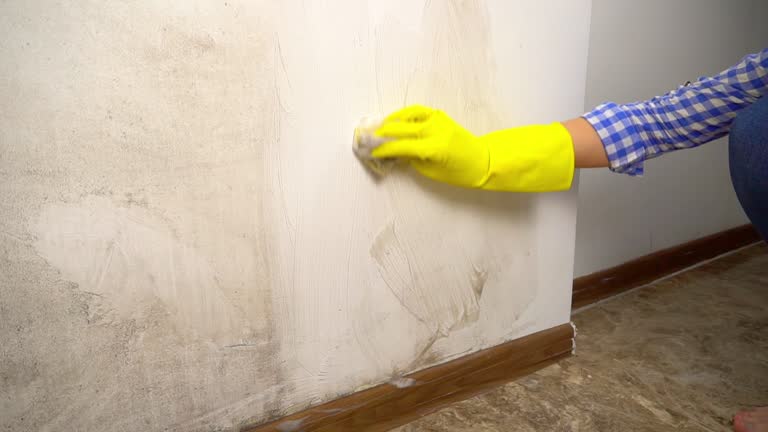 Mold Odor Removal Services in Summerside, OH